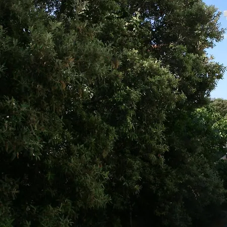 Apartmán With Parking Space Mandre, Pag - 6405 Kolan